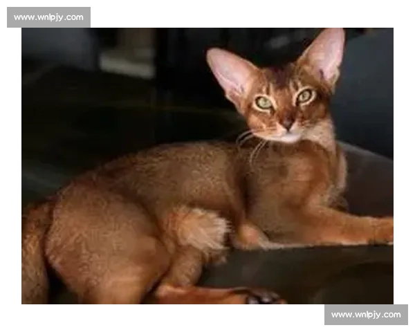 巴舒亚伊痛失爱猫 Kiyo：那个拼尽全力守护的小天使，终究离开了